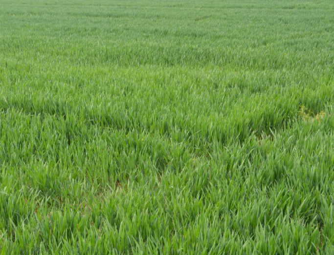 春天來了萬物復蘇